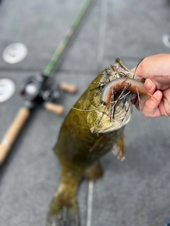 スモールマウスバスの釣果