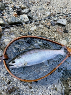 アマゴの釣果