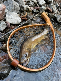 ヤマトイワナの釣果