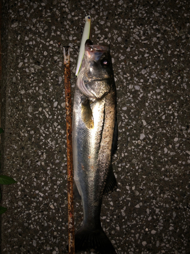 シーバスの釣果