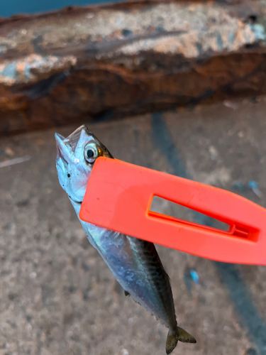 サバの釣果