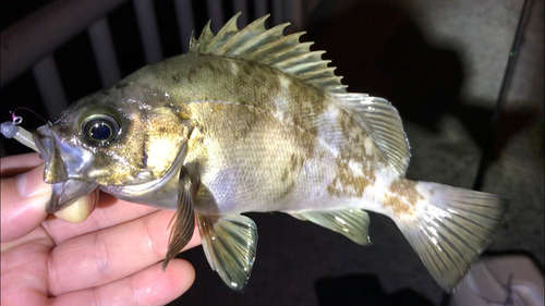 シロメバルの釣果