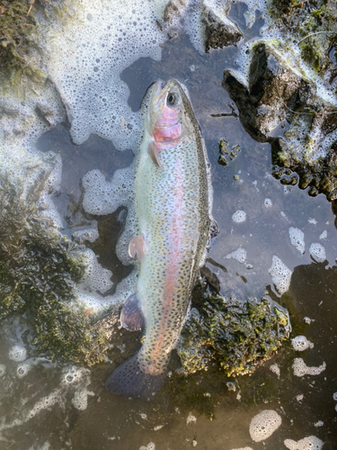 ニジマスの釣果