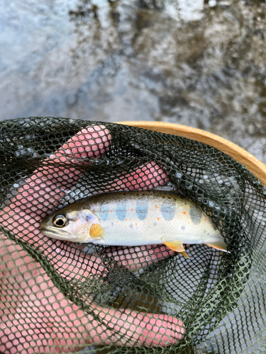 アマゴの釣果