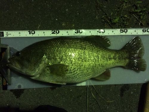 ブラックバスの釣果