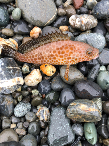 オオモンハタの釣果