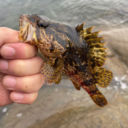 タケノコメバル