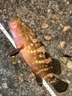 キジハタの釣果