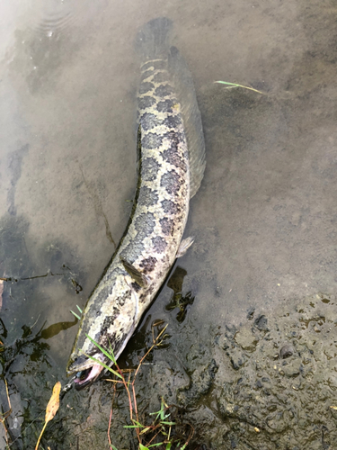 ライヒーの釣果