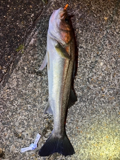 スズキの釣果