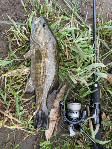 スモールマウスバスの釣果