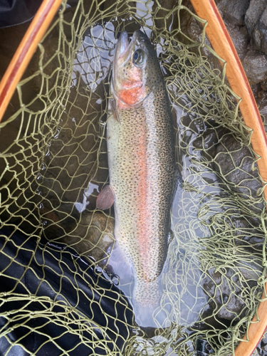 ニジマスの釣果