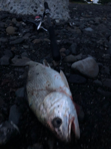 ニベの釣果