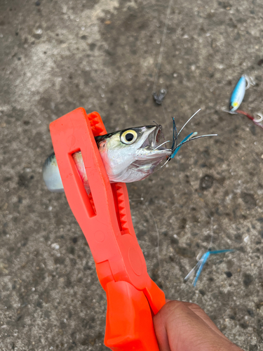 サバの釣果