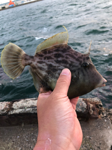 カワハギの釣果