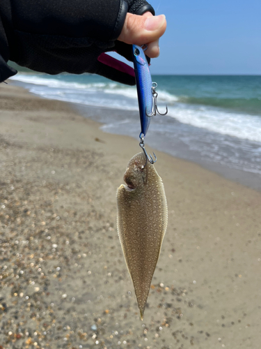 クサフグの釣果