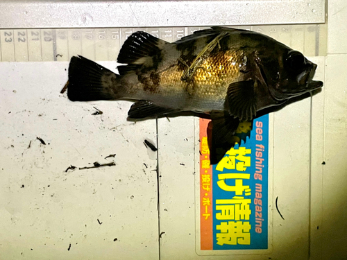 メバルの釣果