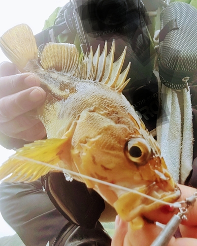 シマソイの釣果