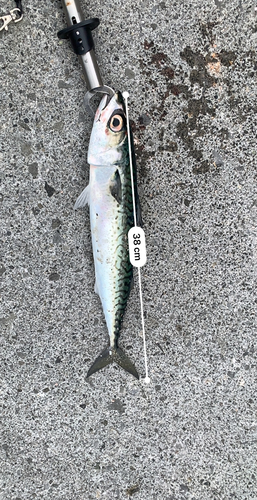 サバの釣果