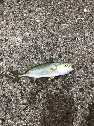 ツバスの釣果