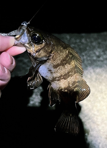 メバルの釣果