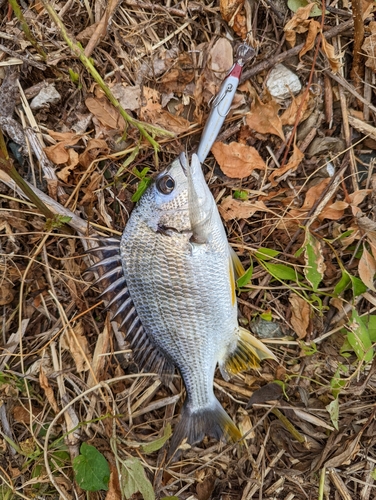 キビレの釣果