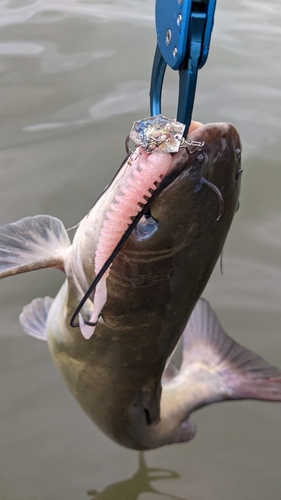 アメリカナマズの釣果