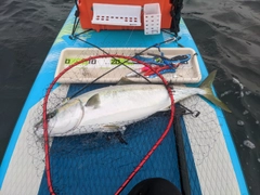 ワラサの釣果