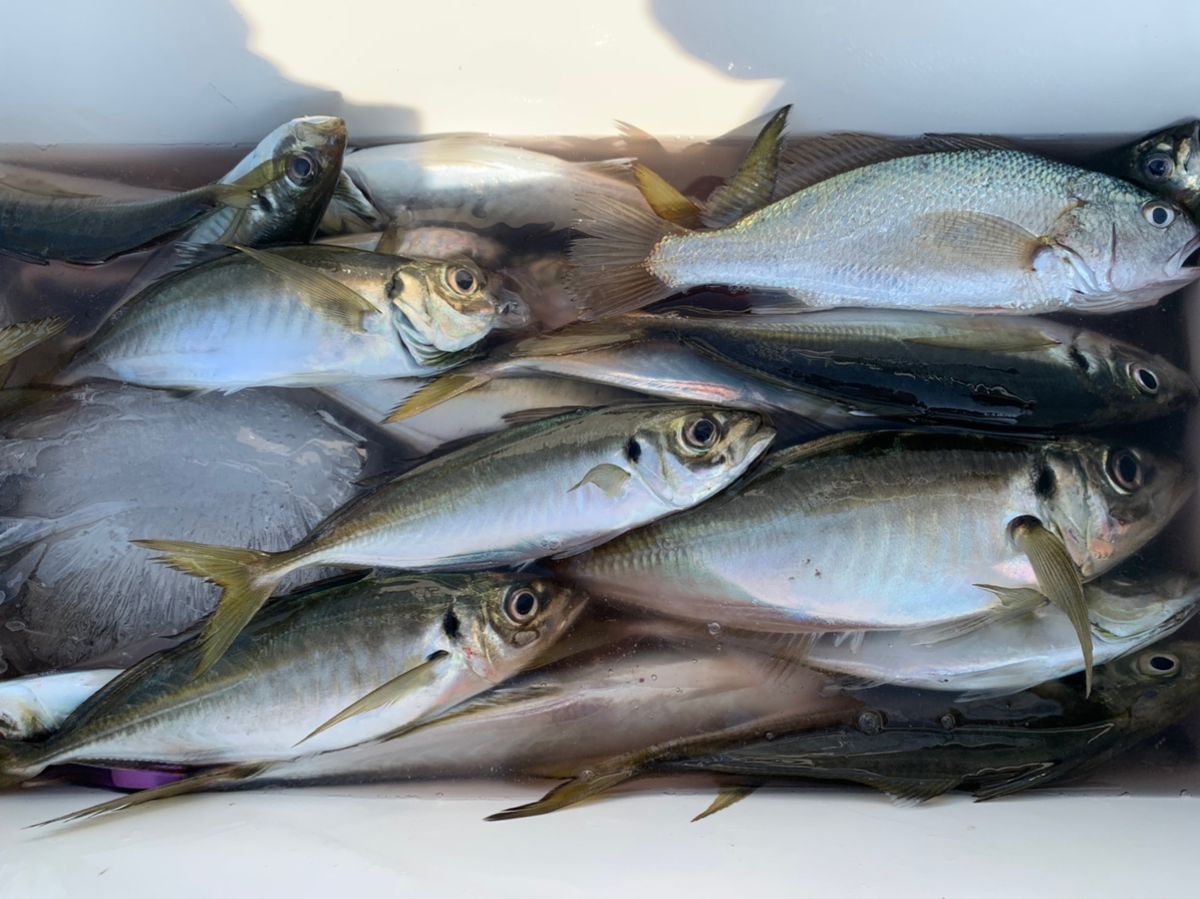 クサの上のフグさんの釣果 3枚目の画像