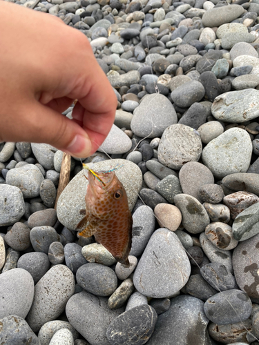 オオモンハタの釣果