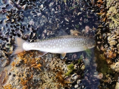 アメマスの釣果