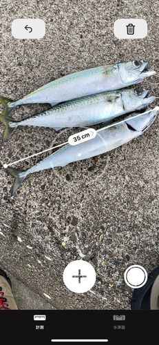 サバの釣果