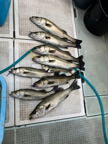 シーバスの釣果