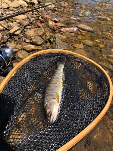 ヤマメの釣果