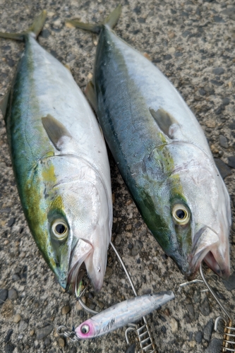 イナダの釣果