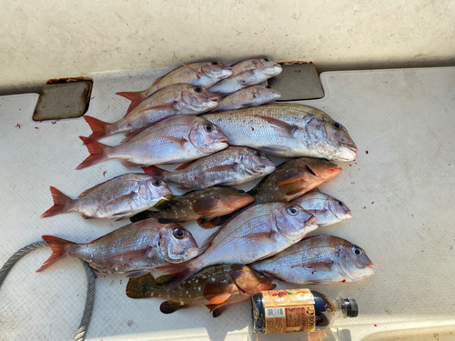 タイの釣果