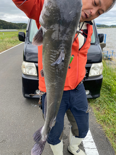 アメリカナマズの釣果