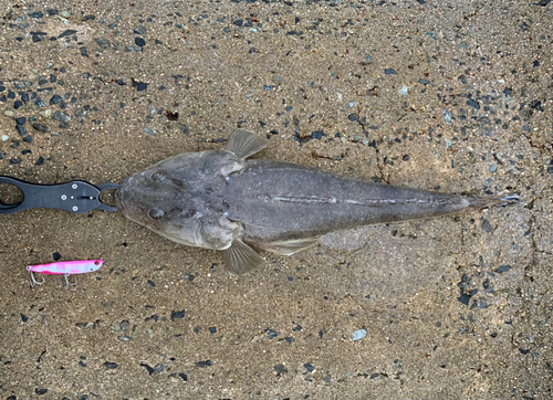 マゴチの釣果