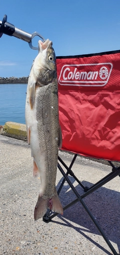 マルタウグイの釣果