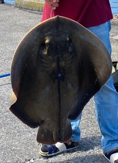 アカエイの釣果