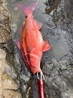 オジサンの釣果