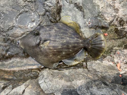 カワハギの釣果