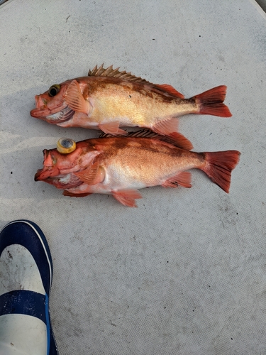 ウスメバルの釣果