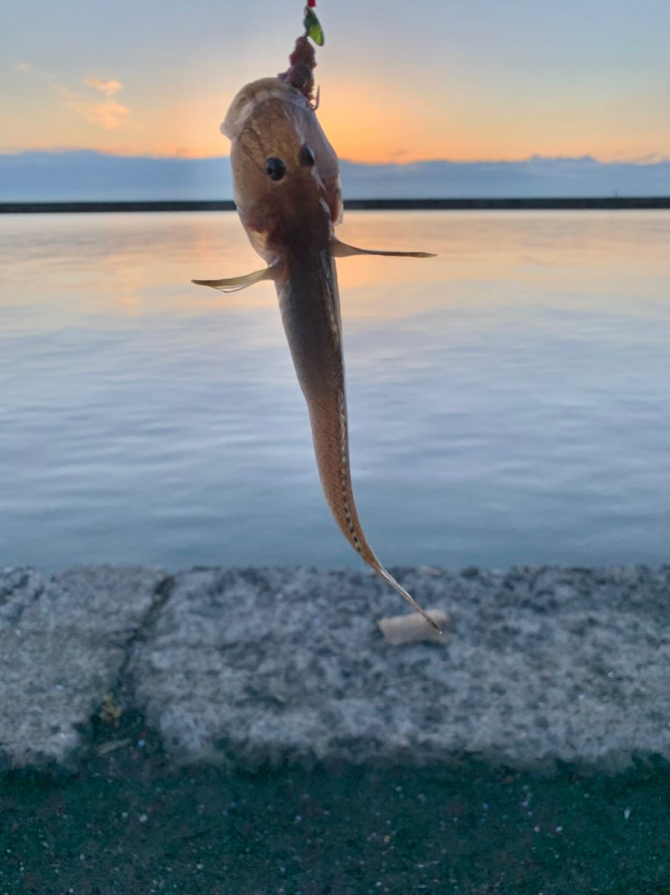 シャコ