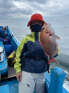 マダイの釣果