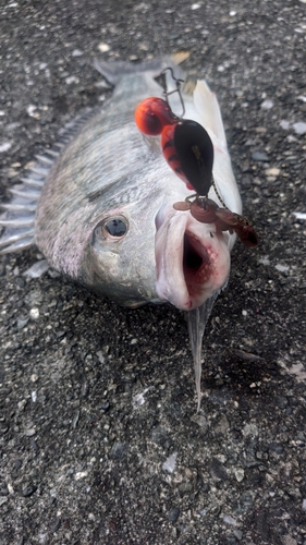 キビレの釣果