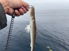 エソの釣果