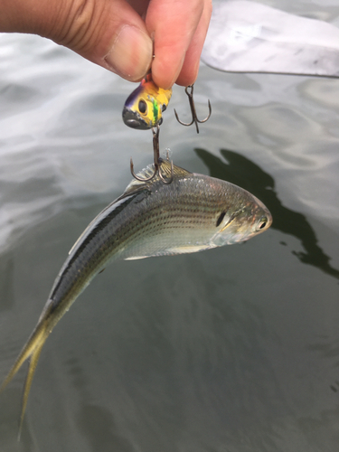 コノシロの釣果