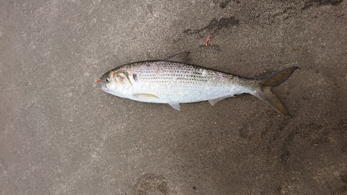 コノシロの釣果