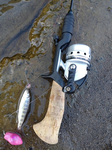 ヤマメの釣果